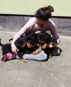 Best Food for Maltipoo Puppies: Vet-Informed Feeding Guide (2026)