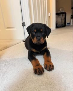 Dream Land Maltipoos puppy training