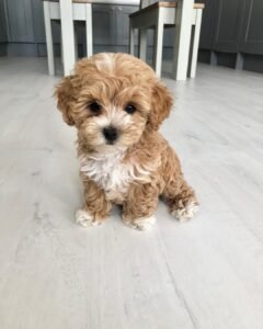Healthy Maltipoo Puppies