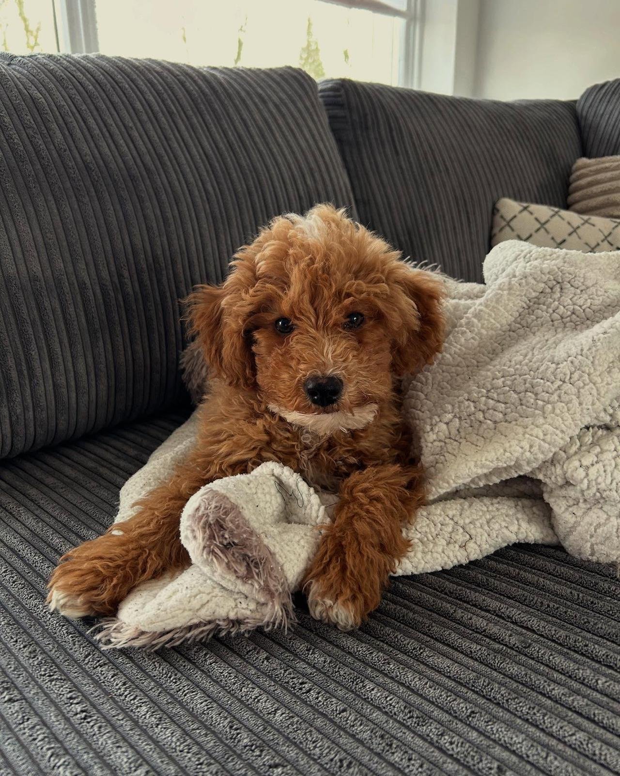 Maltipoo Puppies for Sale in Florida