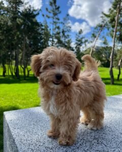 Best Maltipoo Breeder