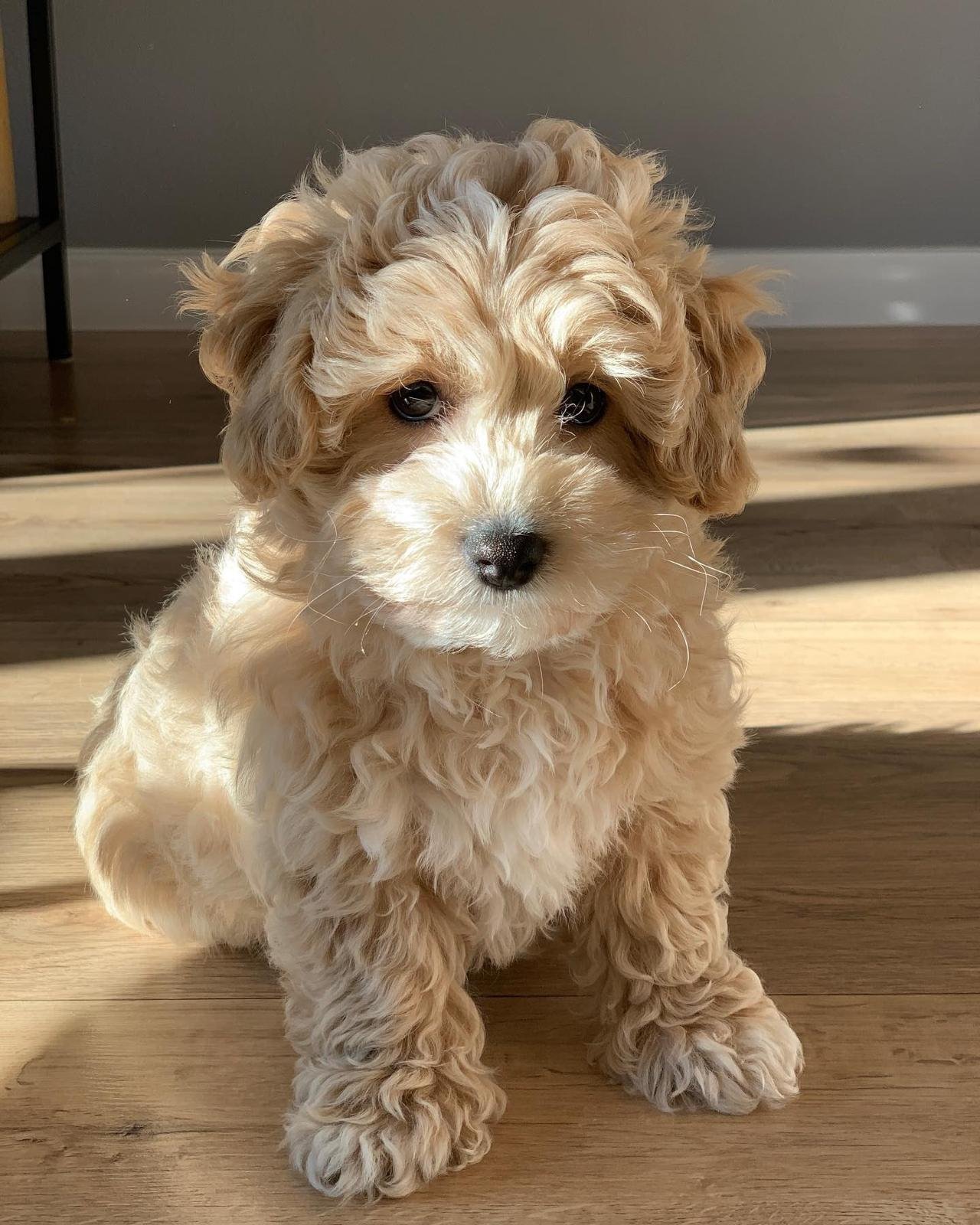 Where to Buy a Maltipoo Puppy