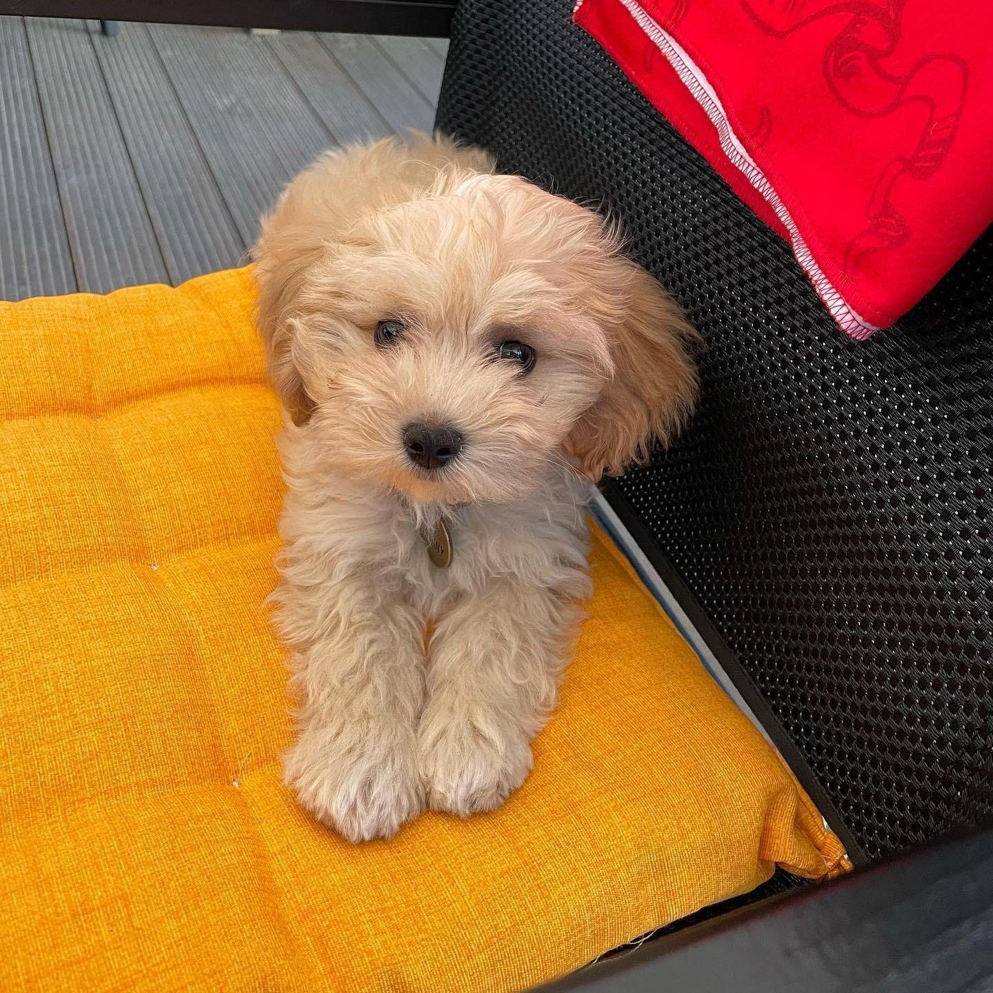How Much Does a Maltipoo Cost