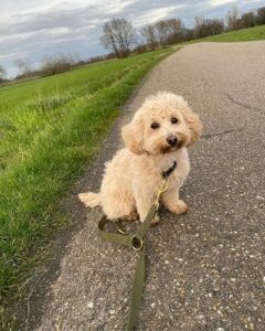 Puppy at 6 months