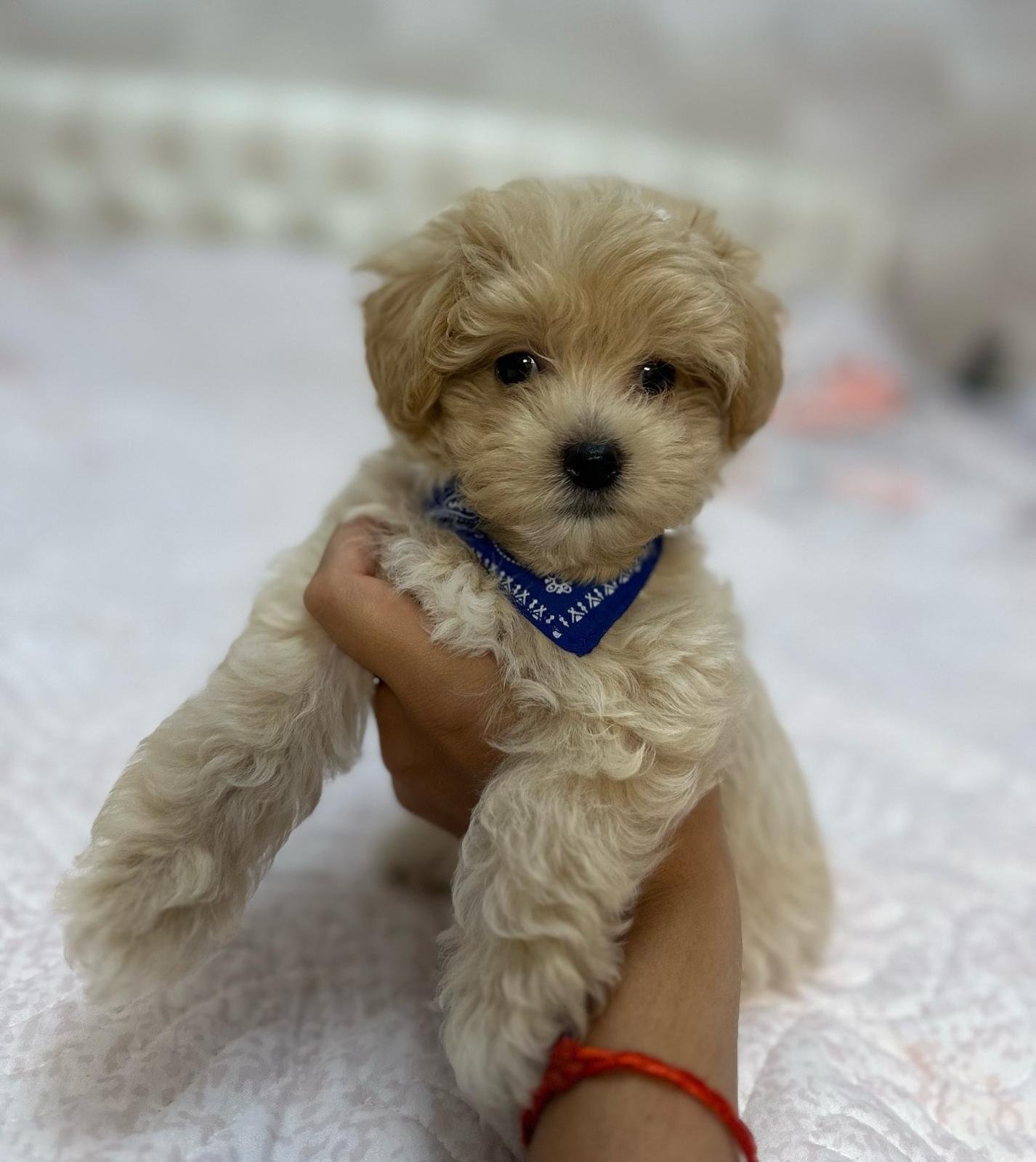 Maltipoo puppy for sale in Texas