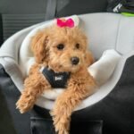 Maltipoo Grooming Guide