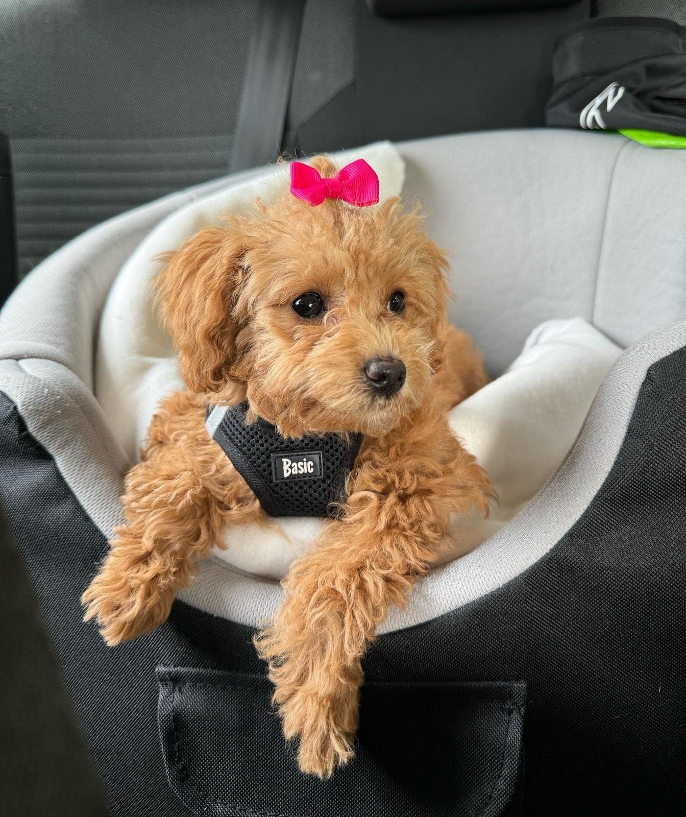 Maltipoo Grooming Guide