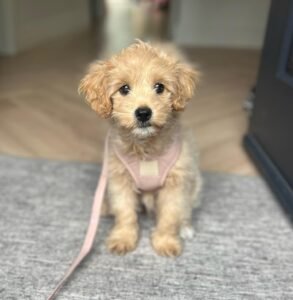 Maltipoo Health Guide