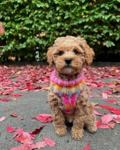 Buy Maltipoo Puppy