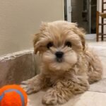Where to Buy a Maltipoo Puppy