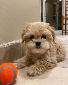 Maltipoo Puppy for Sale
