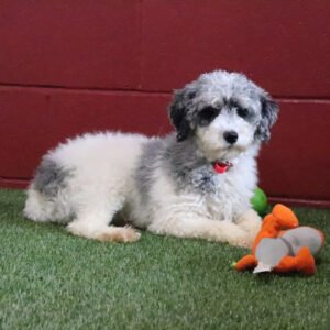 Maltipoo Training Guide