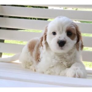 How to Train a Maltipoo Puppy