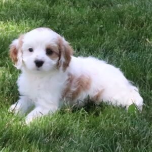 Maltipoo Training Guide