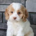 Find Maltipoo Puppies Across the United States