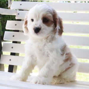 Maltipoo Training Guide