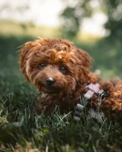 Maltipoo Training Guide