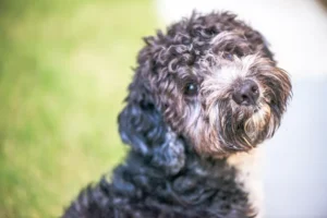 Maltipoo Training Guide