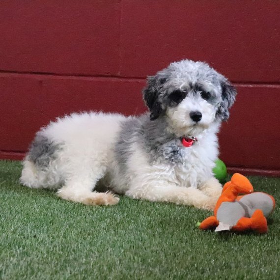 Maltipoo Puppies for Sale in New York