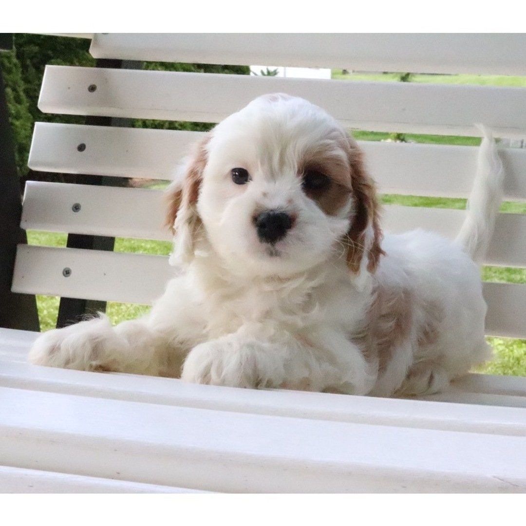 Maltipoo Puppies for Sale in Georgia
