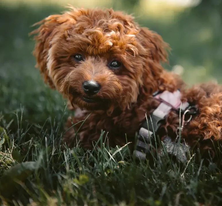 Maltipoo Puppies for Sale in Florida