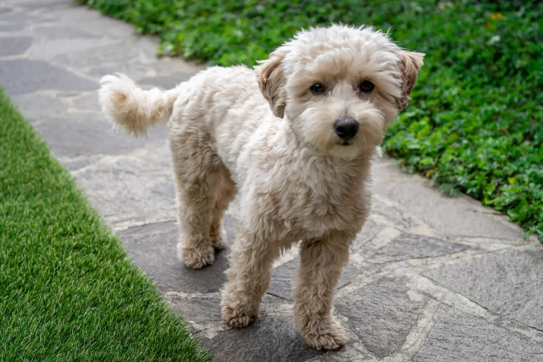 Maltipoo Puppies for Sale in New York
