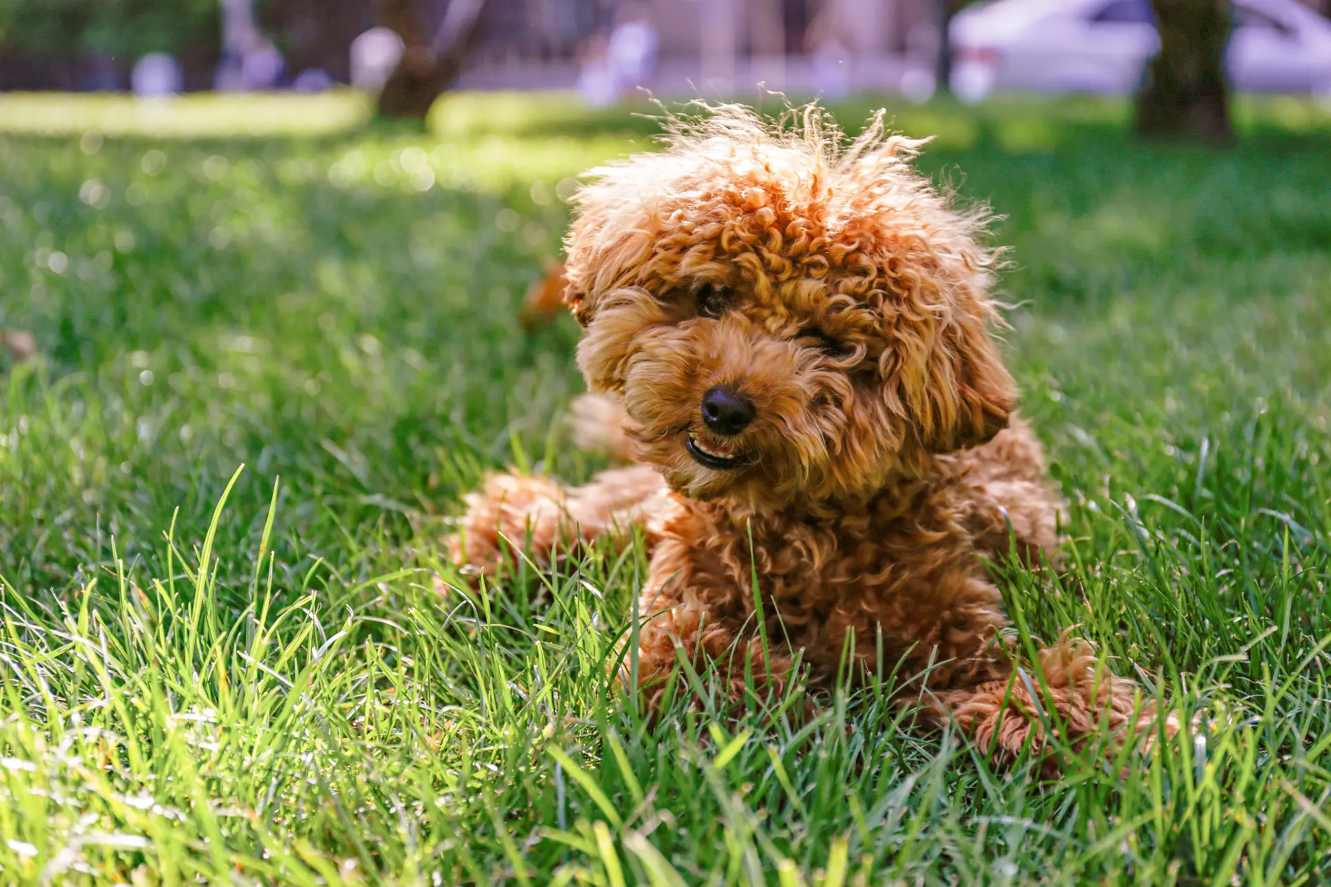 Maltipoo Puppies for Sale in California